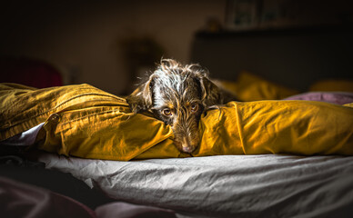 Dog being sad on a bed in a morning