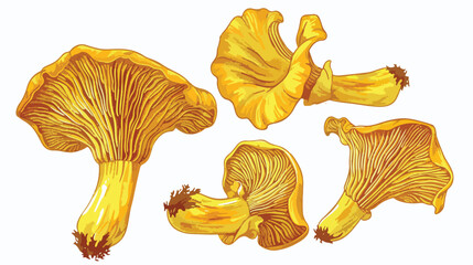 Golden chanterelles or cantharellus mushroom. Composi - obrazy, fototapety, plakaty