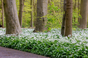 Selective focus white flowers of Allium ursinum, Ramsons (Daslook) in the forest, Edible wild leek or wood garlic vegetable, Flowering plant in the amaryllis family Amaryllidaceae, Natural background.