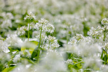 Selective focus white flowers of Allium ursinum, Ramsons (Daslook) in the forest, Edible wild leek or wood garlic vegetable, Flowering plant in the amaryllis family Amaryllidaceae, Natural background.