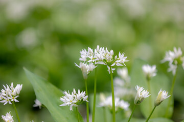 Selective focus white flowers of Allium ursinum, Ramsons (Daslook) in the forest, Edible wild leek or wood garlic vegetable, Flowering plant in the amaryllis family Amaryllidaceae, Natural background. - obrazy, fototapety, plakaty