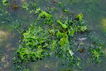 Obraz na płótnie Canvas seaweed is one of the biological resources found in coastal and marine areas. algae. This sea weed can be used as a raw material for gelatin.