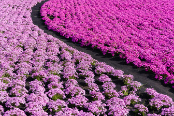 芝桜の花　背景