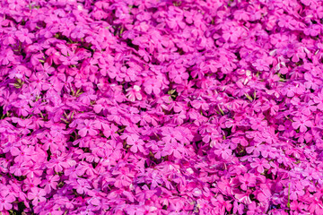 芝桜の花　背景