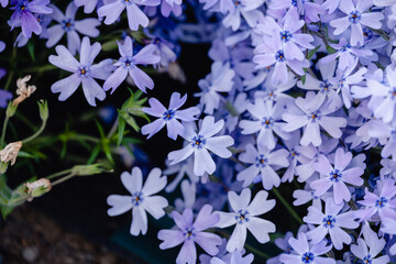 芝桜の花　背景