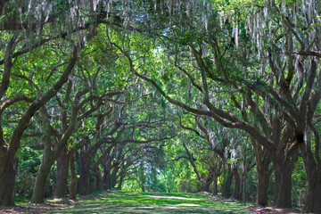 Avenue of Oaks, parallel rows of Live Oak trees form a canopy of foliage in Charles Towne Landing...