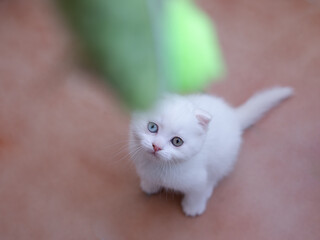 A small white kitten with multicolored eyes. A special pet sits on the boards.