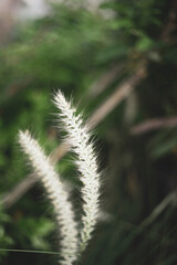 leaves and plants Pennisetum purpureum is very abundant, so Pennisetum purpureum are often used as food supplements