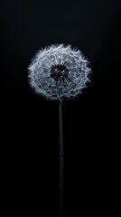 dandelion