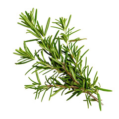 A sprig of fresh rosemary isolated on a white background