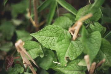 Antigonon leptopuy are often grown as ornamental plants. The tubers of Antigonon leptopu can be eaten.