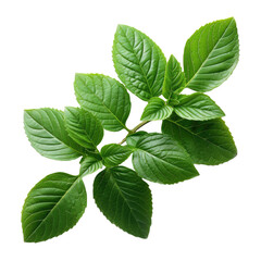 Fresh green leaves branch of Thai lemon basil or hoary basil tropical herb plant isolated on a white background