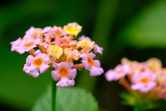 saliara or tembelekan is a type of flowering plant from the Verbenaceae family that originates from tropical regions in Central and South America. Lantana camara