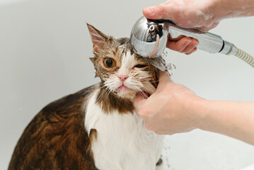 three-haired britain cat washing in white bath by groomer with watering can for shower