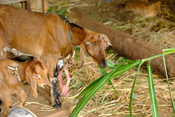 mother goat and baby goat in wooden pen.