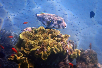 Pearl toby puffer fish, scientific name is Canthigaster margartata, belongs to the family Tetraodontidae, inhabits coral reefs of the Red Sea, when dangerous may inflate its body