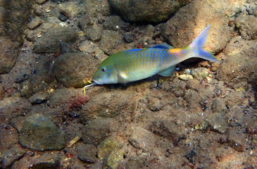 Coral fish with common name Forsskal goatfish, scientific name is Parupeneus forskali, it inhabits shallow water near coral reefs. Selective focus on fish, Red Sea, Middle East                        