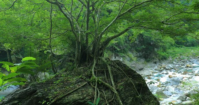 Taiwan, Hualien, Taroko, Scenic Area, Sanda Creek, Boulder, Big Tree