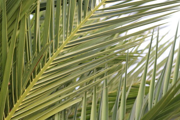 date palm