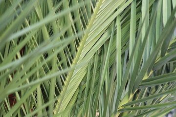 date palm