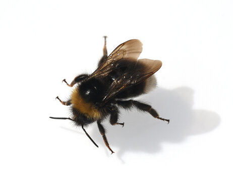 Bumblebee, Bombus, terrestris