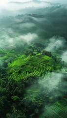 An aerial view of rice terrace fields in the morning, surrounded by fog or mist amidst hills.
