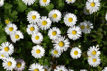 Daisy, Bellis Perennis © Ruckszio