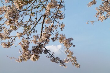 桜に富士