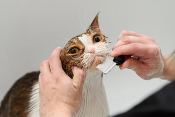 three-haired britain cat washing in white bath by groomer, combing hair