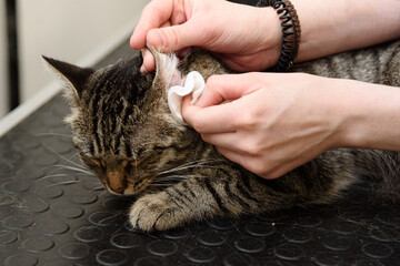 groomer cleaning ear of smoky cat with cotton pad