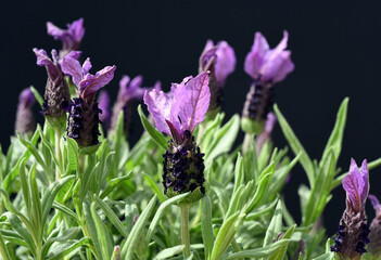 French lavender; Lavandula stoechas