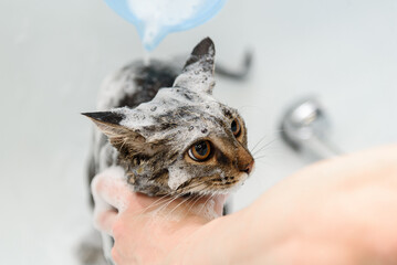 smoky cat washing in white bath by groomer with foam water