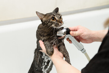 smoky cat washing in white bath by groomer with watering can for shower