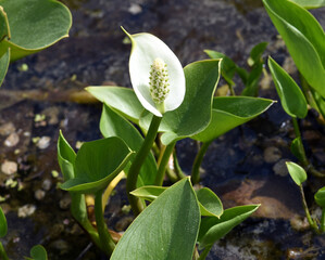 Marsh calla, Calla palustris