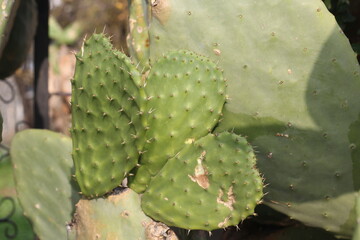 cactus opuntia