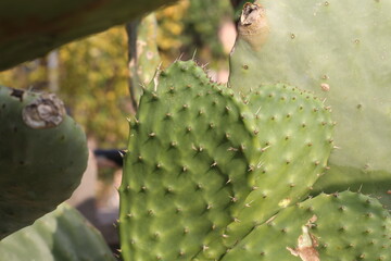 cactus opuntia