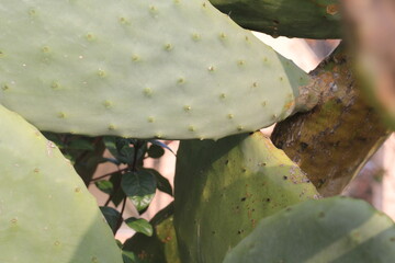 cactus opuntia