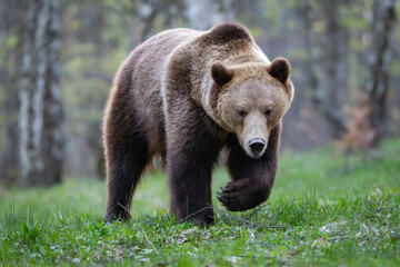 Brown bear, Ursus arctos walking in a birch forest on a mountain meadow. Dangerous animal in natural habitat . Wildlife scenery from Slovakia. 