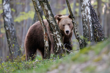 Big male brown bear in birch forest. Dangerous animal in the wood. Wildlife nature Slovakia.