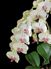 Phalaenopsis Fortune Saltzman 'Maple Bridge', a pale yellow green moth orchid flower with red lip markings