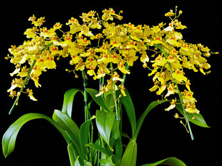 Oncidium Aloha Iwanaga, an orchid with masses of yellow and red flowers