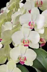 Phalaenopsis Fortune Saltzman 'Maple Bridge', a pale yellow green moth orchid flower with red lip markings