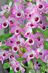 Dendrobium 'Sweet Candy', a hybrid nobile type dendrobium orchid flower from Yamamoto orchids
