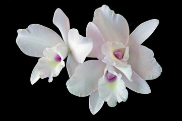 Laeliocattleya Happy Essence 'Pinkie', a hybrid orchid flower 