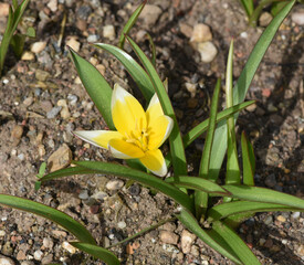 Botanical tulip
