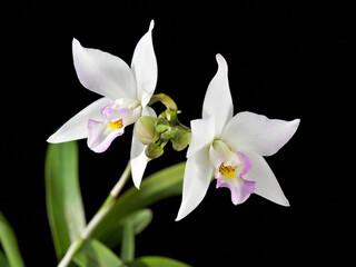 Caulaelia Mizoguchi 'Princess Kiko' BM JOGA, an award winning orchid flower from Japan