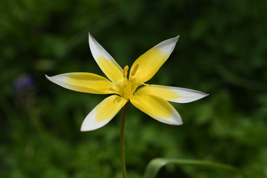 Botanical tulip