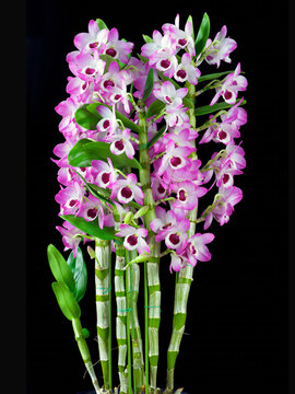 Dendrobium 'Sweet Candy', a hybrid nobile type dendrobium orchid flower from Yamamoto orchids