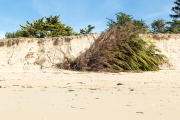 Recul d'une dune suite à  l'érosion marine entrainant la chute des arbres. La Guérinière,...