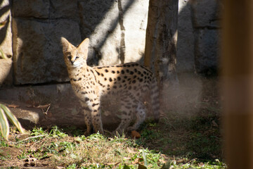 サーバルのこども